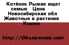Котёнок Рыжик ищет семью › Цена ­ 1 - Новосибирская обл. Животные и растения » Кошки   